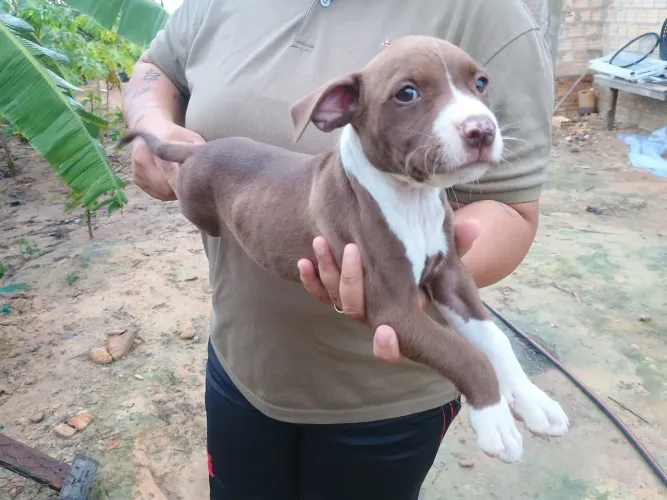 Pit bull