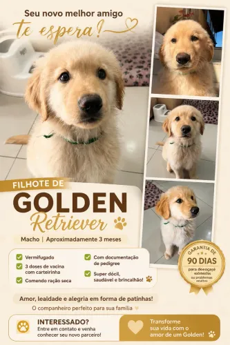 GOLDEN RETRIEVER