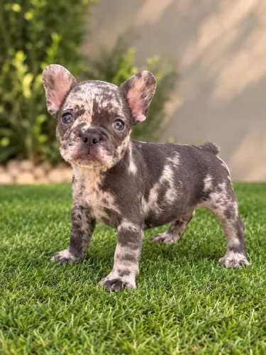 Buldogue francês