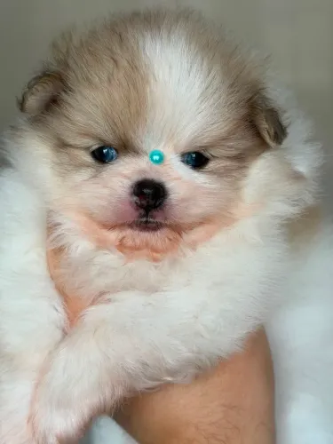 Spitz Lulu