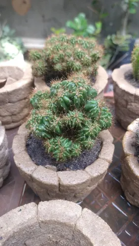 Cactos em vaso rústico. 