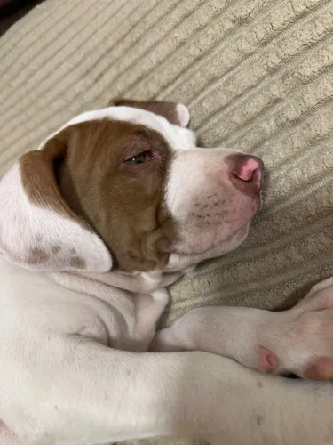 Cachorro