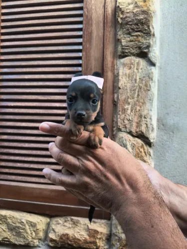 Pinscher
