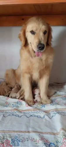 Filhotes golden retrivier 