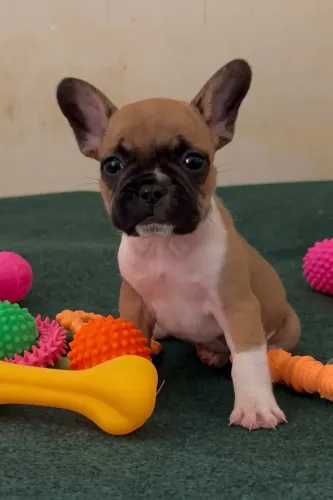 Bulldog francês excelente linhagem
