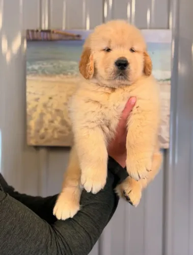 Filhote Golden Retriever, Nada se compara ao amor sincero de um filhote!
