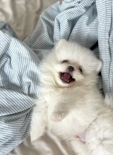 Cachorro Lulu da Pomerania oferta especial da semana, leve alegria para casa