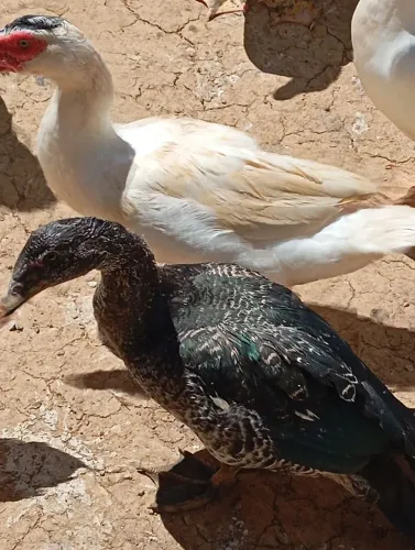 Patos e patas!!