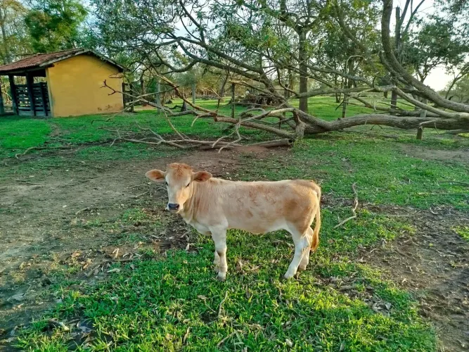 Mini vaca
