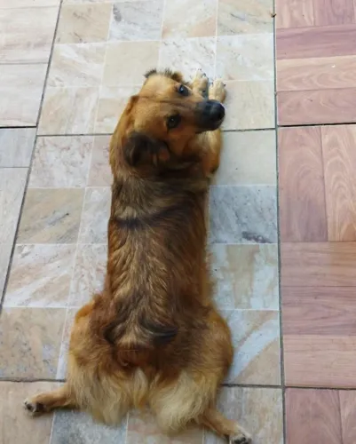 Pet