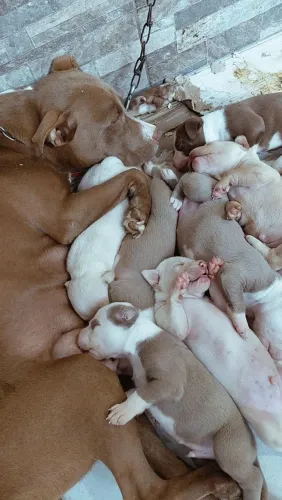 pitbul com pitmonster