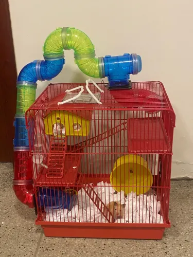 HAMSTER + GAIOLA