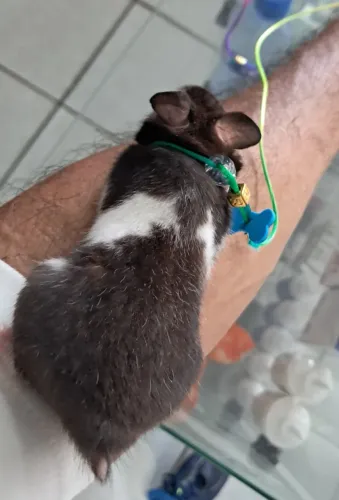 Hamster Sírio - Um Pequeno Companheiro para Grandes Momentos!
