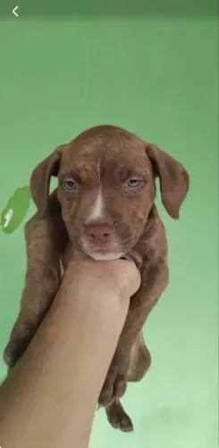 Filhotes de Pit bull 