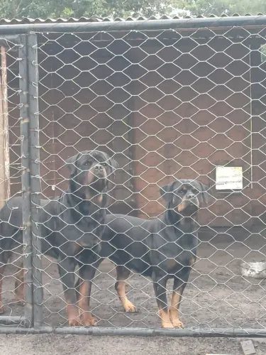 Filhotes de Rottweiler com Pedigree