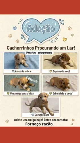 Doação de filhotes