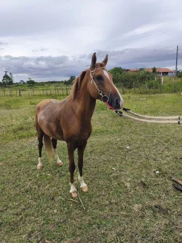Cavalo mamgolino