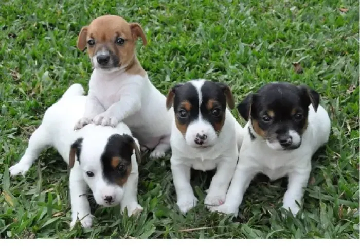 pinscher Filhotes prontos para fazer história ao seu lado ? Chama no zp 9.9751.6491