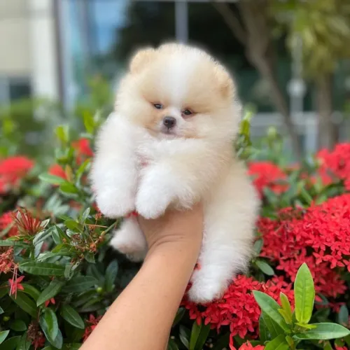 Lulu da Pomerânia Padrão URSINHO Legítimos 