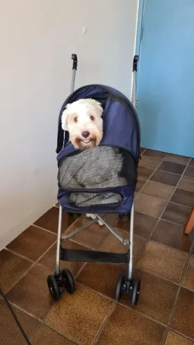 Carrinho de passeio para pet