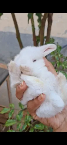 Coelhos minilop