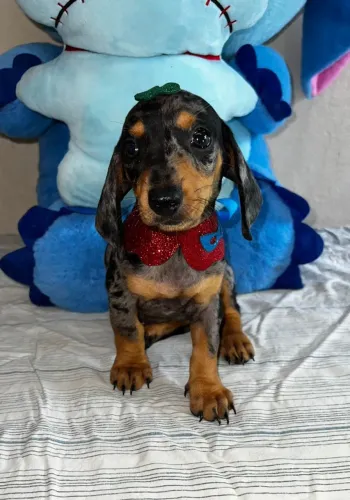 Dachshund Arlequim Filhote - Destaque Único