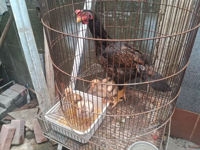 Vendo uma galinha Índia com 3 pintinho