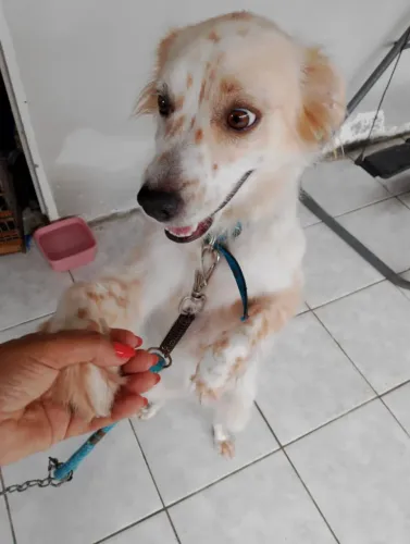 Doação de cachorros