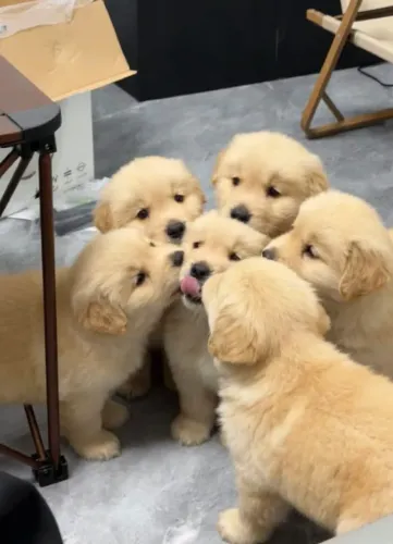 Golden Retriever Pequeno no tamanho, gigante na personalidade