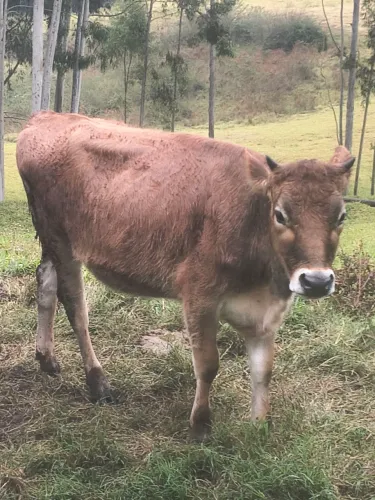 Vendo novilha Jersey pura, 18 meses de idade, prenha de Jersey 