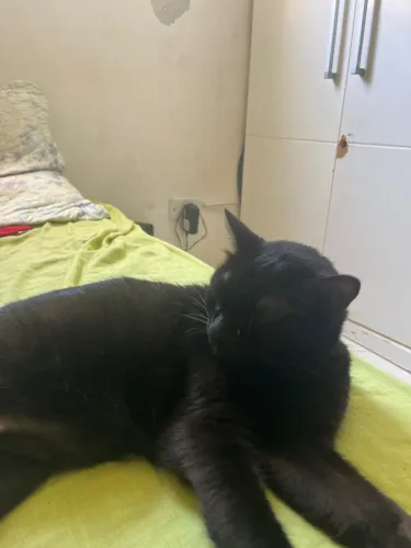 Gato para adoção