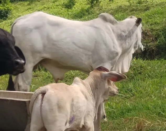 Vendo garrotes Nelore e vaca holandesa