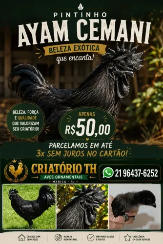 Pintinho Ayam Cemani