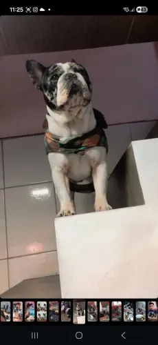 Buldogue francês merle procura namorada