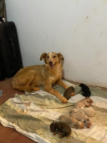 Filhotes de cachorro para adoção