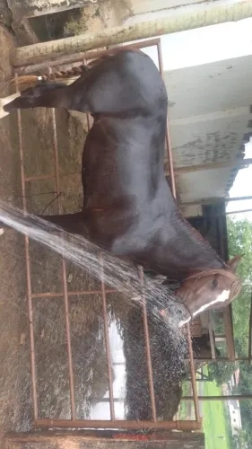 Cavalo 