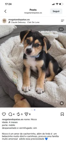 Adoção de um cachorro muito fofo e amoroso.