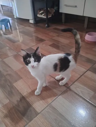 Doação de gatinha.