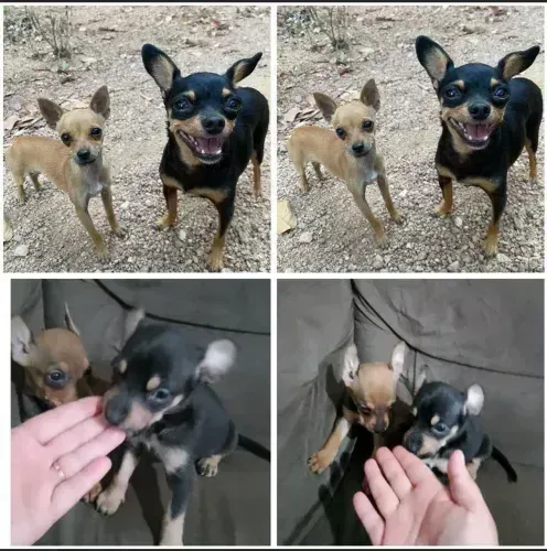 pinscher 