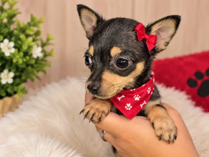 Lindos filhotes fêmea e macho em até 12×