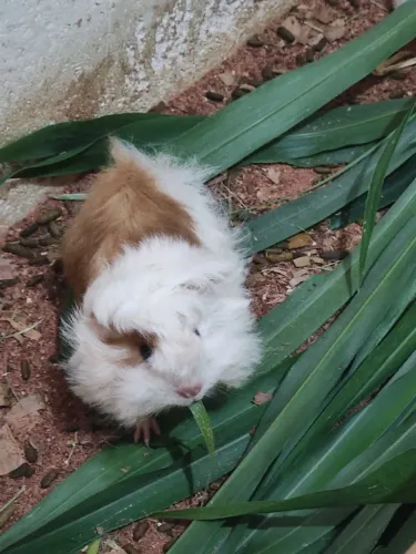 Porquinho da índia Peruano pelo longo Macho Linhagem Pura Filhote