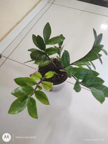 Plantas zamioculca camaleão
