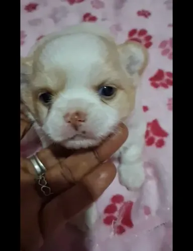 Chihuahua fêmea pelo longo