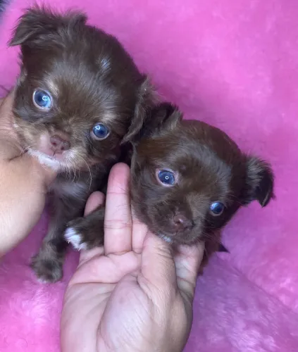 Chihuahua Patinhas Pequenas e Alegria Gigante