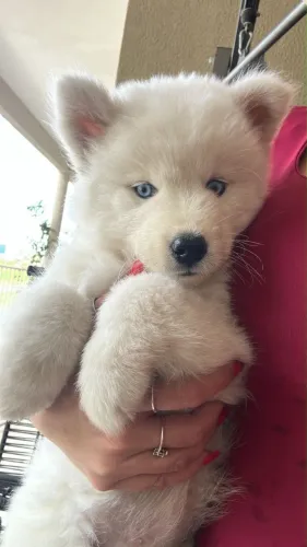 Filhote de Husky