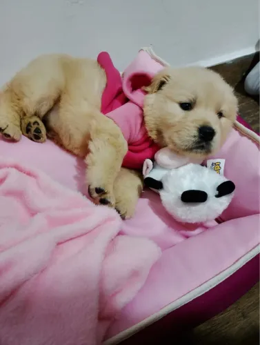 Golden Retriever - Filhote Premium com Pedigree