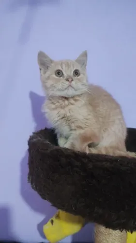 Gato britsh 