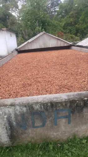 Fazenda de Cacau com 23,21 hectares em Ilhéus - Fazenda Ubatuba