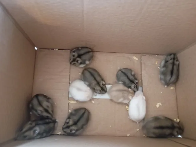 Hamster