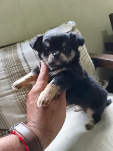 Lindos machinhos Chihuahua pêlo longo e curto disponíveis!
